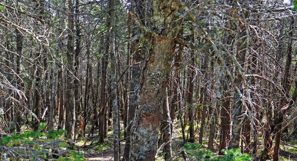 Woodland surround Mount Liberty and North Woodstock North America