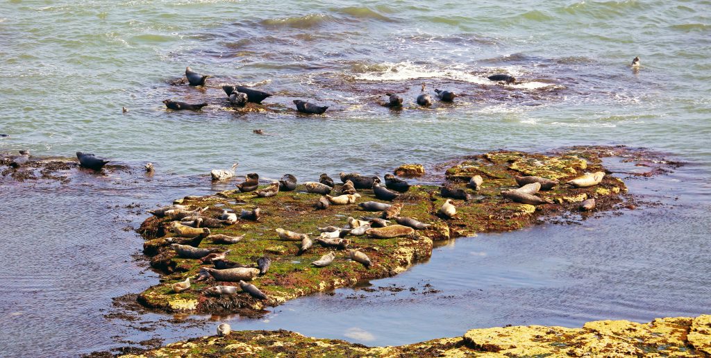 Seals having fun by the cliffs